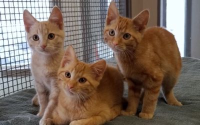 Volunteering at Caring for Cats: A Love Story