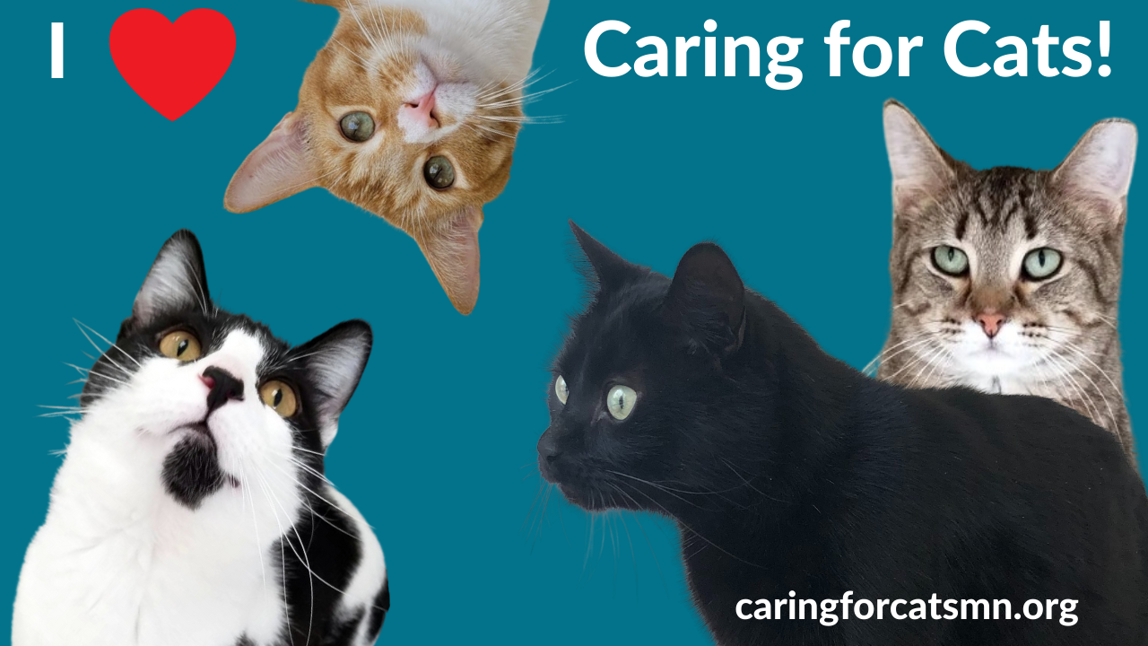 Zoom Backgrounds - Caring for Cats