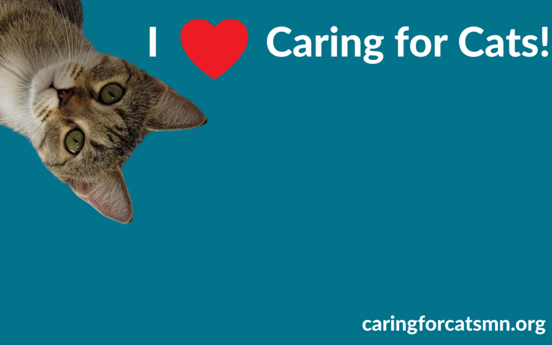 Download Custom Zoom Backgrounds