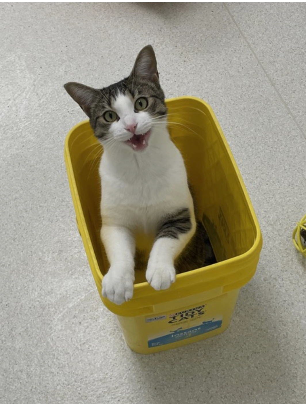 IMG_4008 a white and tabby cat plays happily in a yellow bucket