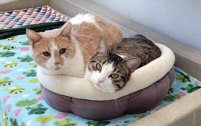 Alfie and Peanut Butter: New Year, Forever Home