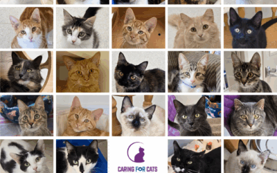 24 Loving Homes Made Complete in August!