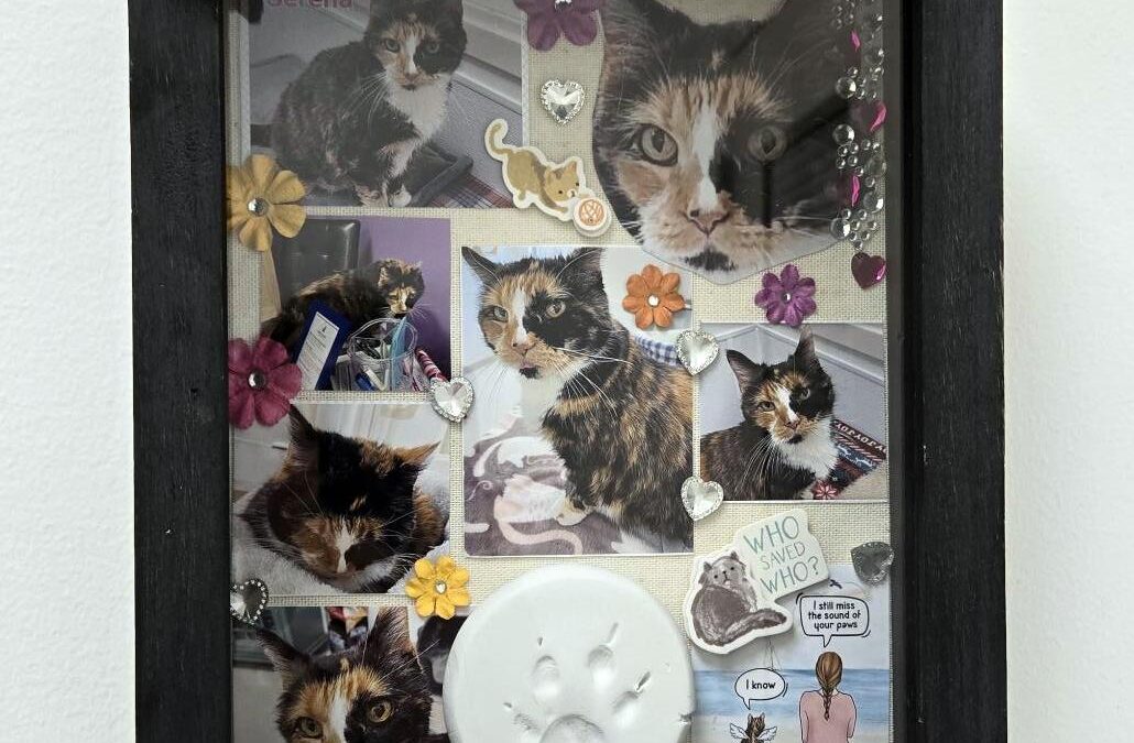 New Kitty Room Honors Serena