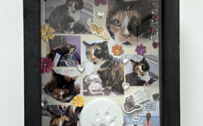 New Kitty Room Honors Serena