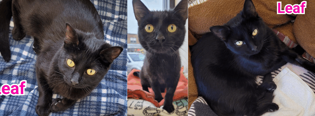 Special Home for a Special Kitty