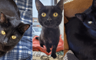 Special Home for a Special Kitty