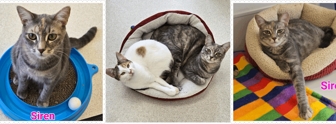 When Purrs Meet Perseverance