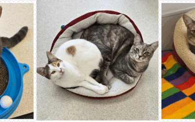 When Purrs Meet Perseverance