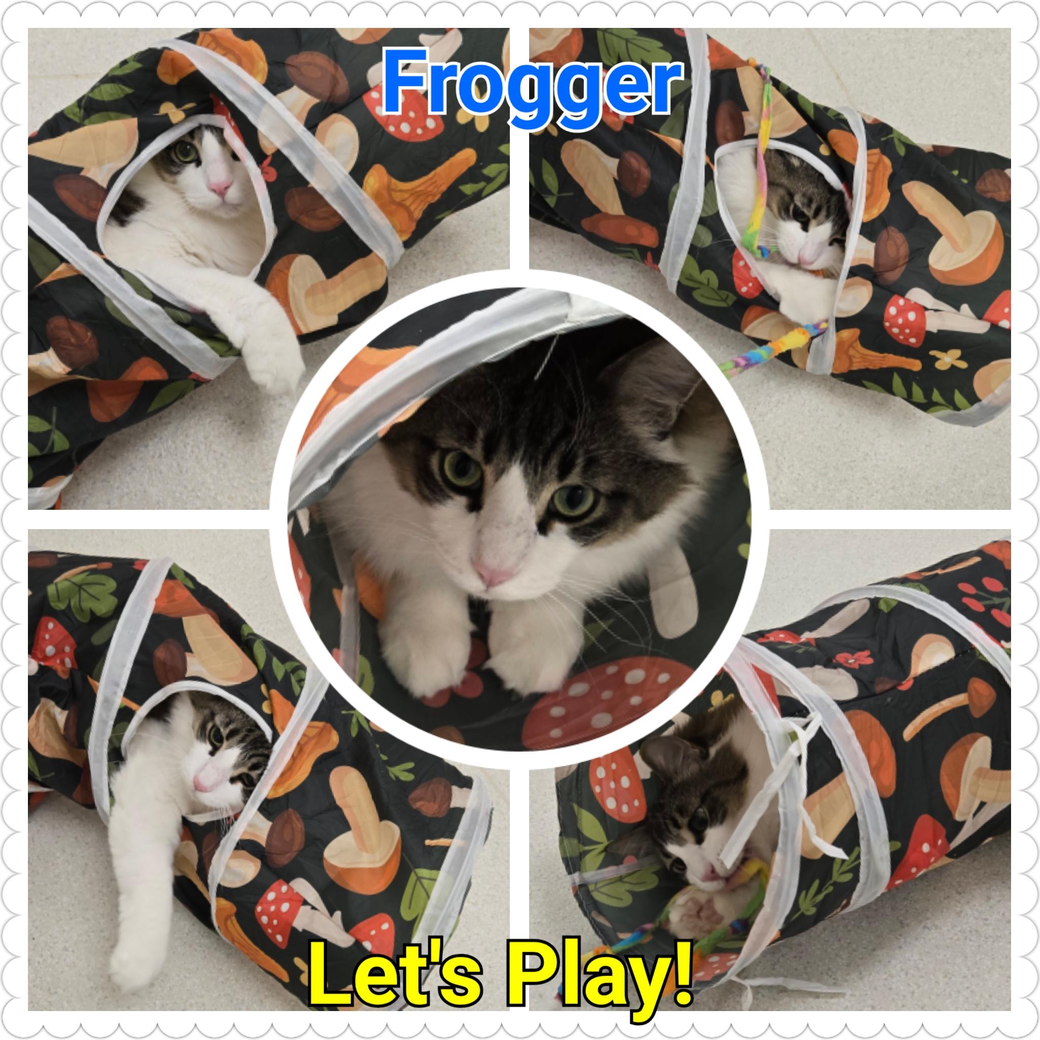 a tabby cat sits in a kennel at the shelter at caring for cats