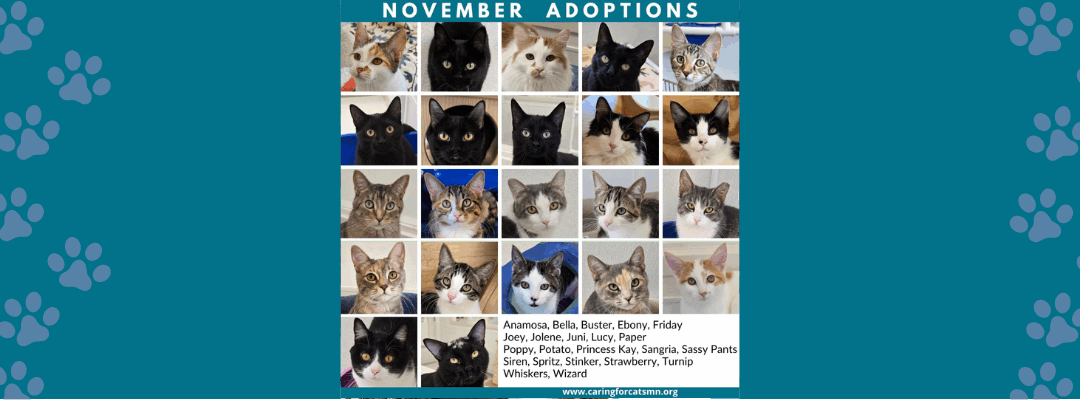 Celebrating November Adoptions