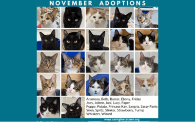 Celebrating November Adoptions