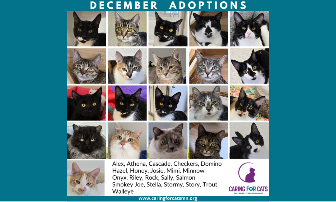 Celebrating December Adoptions