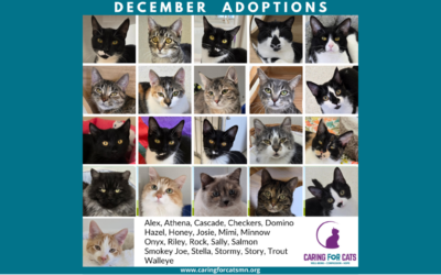 Celebrating December Adoptions