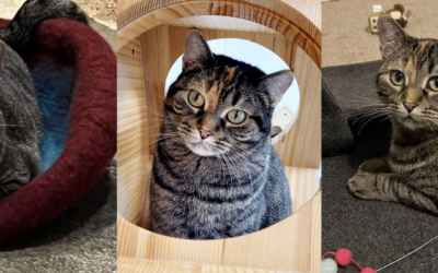 Story’s Happily Ever After