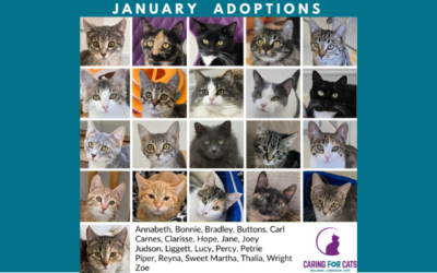 January 2026 Adoptions: So Many New Beginnings