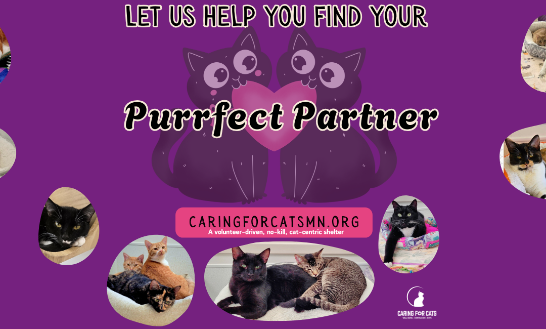 Finding the Purrfect Match