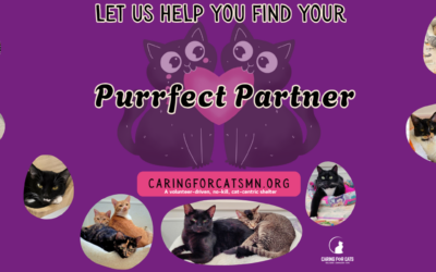 Finding the Purrfect Match