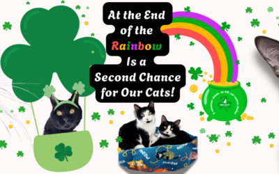 Second Chances Happen Here