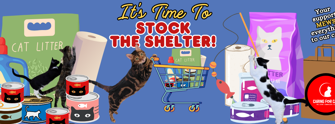 Stock the Shelter: Help Caring for Cats Prepare for Spring