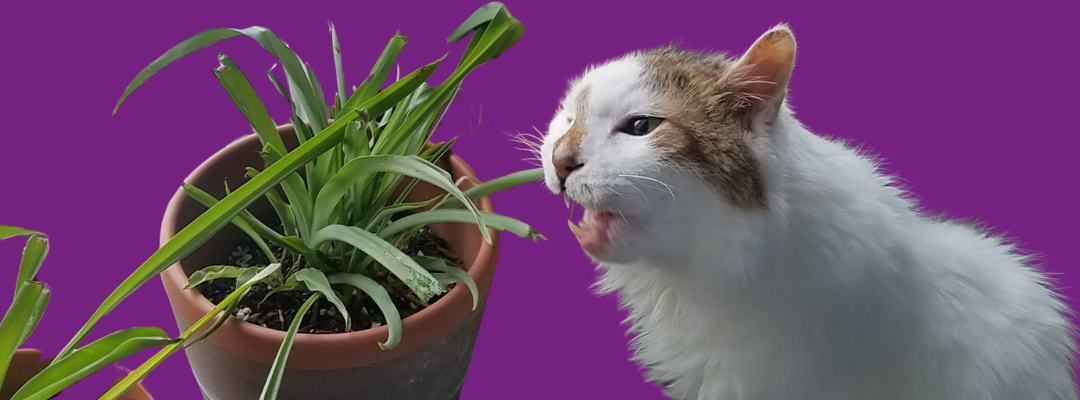 Spring Plants and Your Cat