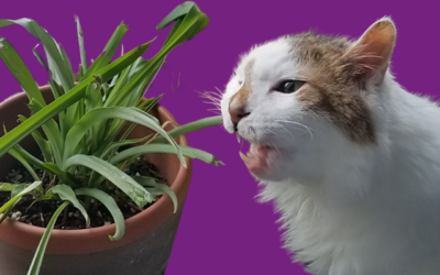 Spring Plants and Your Cat