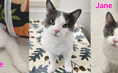 Jane’s Story: Because Love Deserves Forever