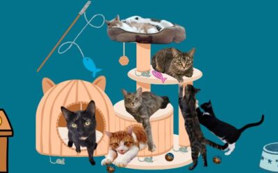 How You Can Help Caring for Cats at Any Age