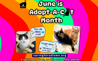 June is Adopt-a-Cat Month!