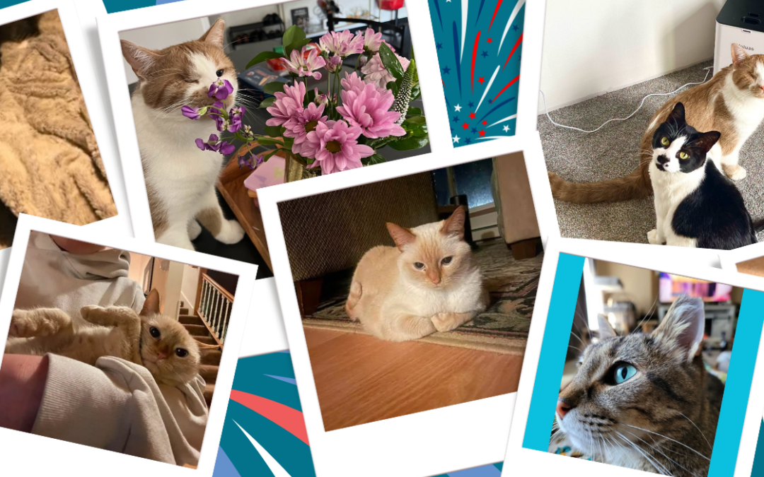 Cat-munity Updates: Celebrating All American Pet Photo Day