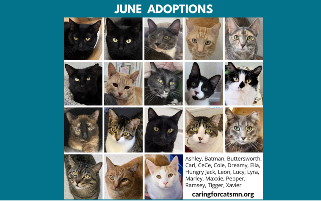June 2026 Adoptions at Caring for Cats