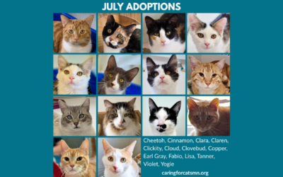 July 2026 Adoptions at Caring for Cats