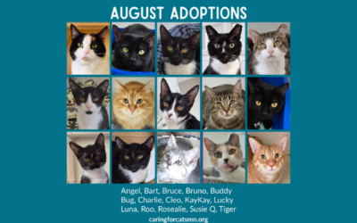 August Adoptions 2026