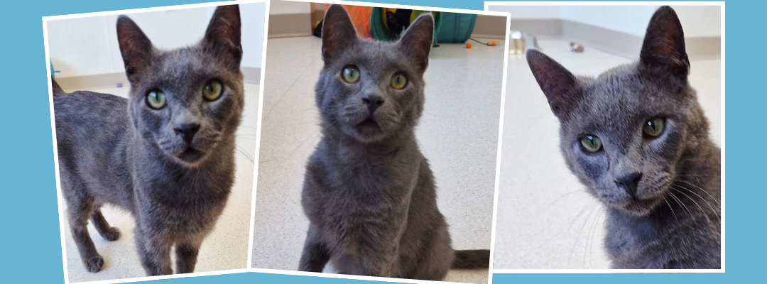 Meet Bartholomew: The Sweetest Secret We’ve Been Keeping