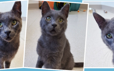 Meet Bartholomew: The Sweetest Secret We’ve Been Keeping