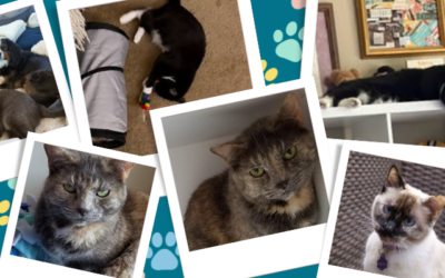 Catmunity Update: Where They Belong