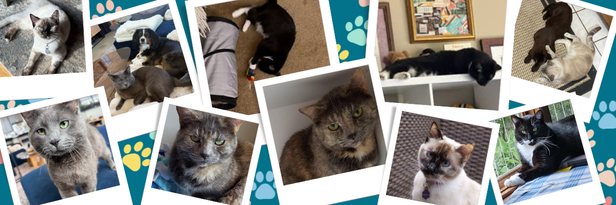 catmunity update oct