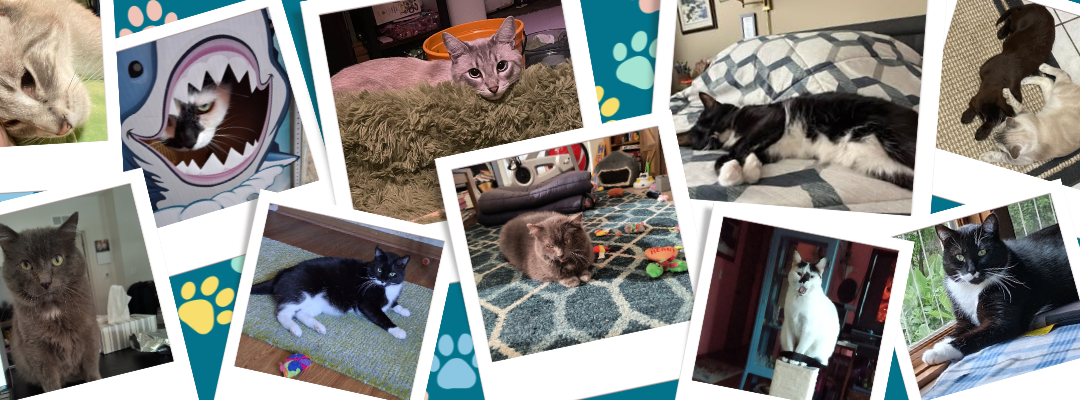 Catmunity Update: From Shelter Cats to Beloved Family Members