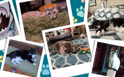 Catmunity Update: From Shelter Cats to Beloved Family Members